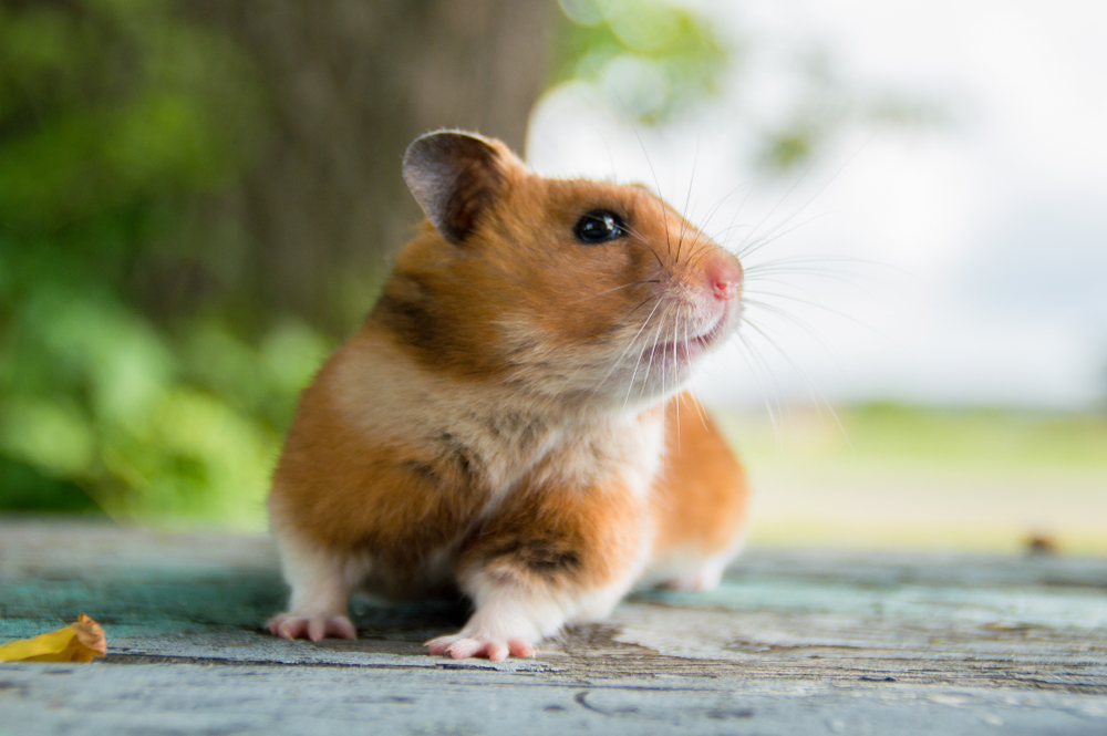 Hamster 2.0