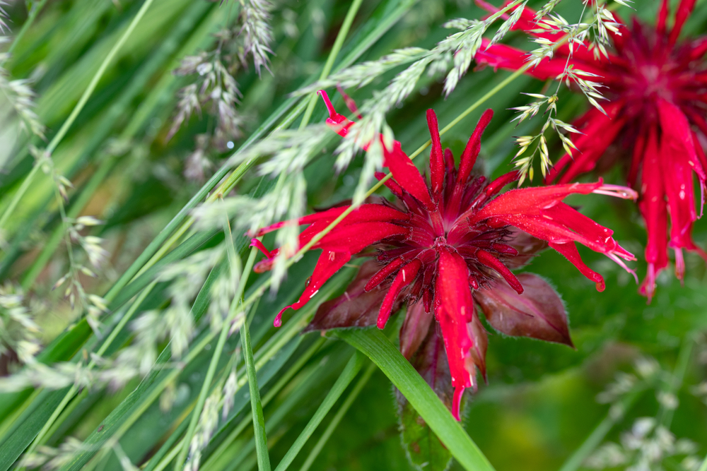 Indianernessel Blüte