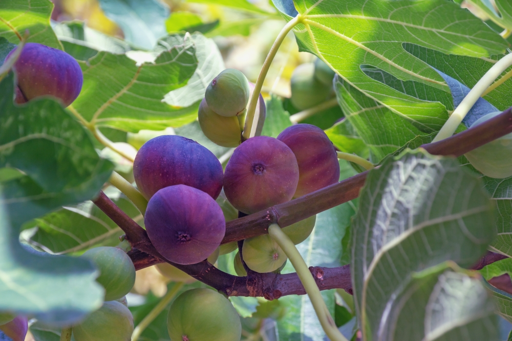 Feigenfrucht