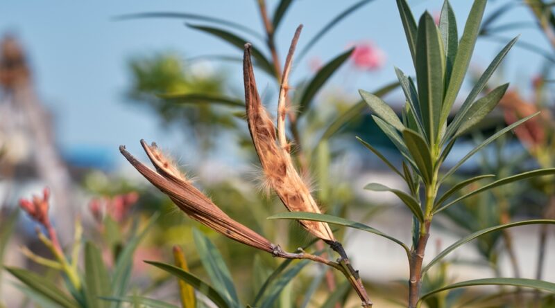 Vertrockneter Oleander