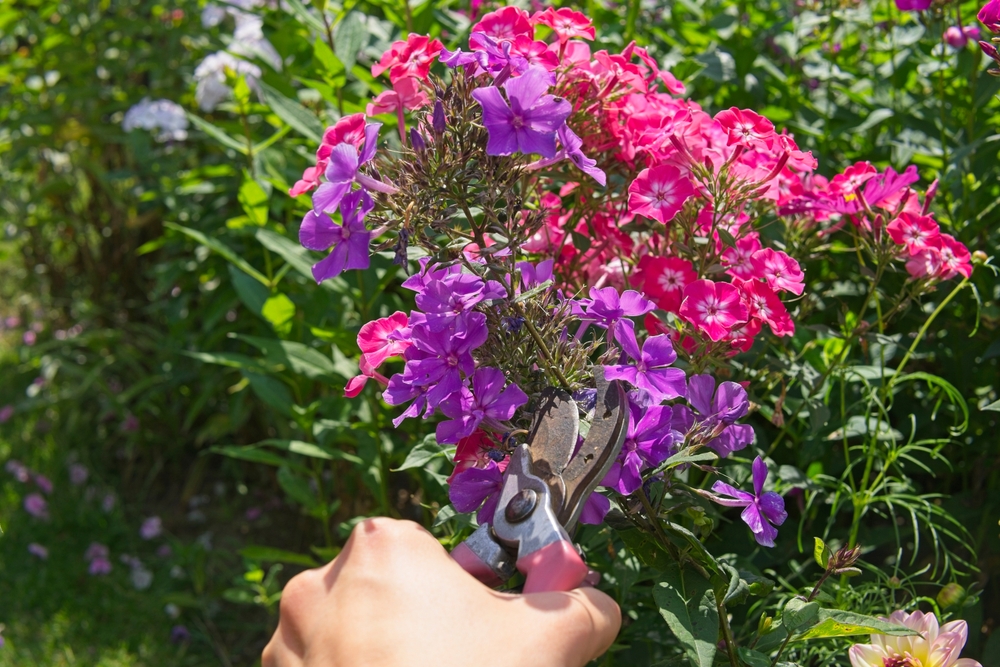 Blühender Phlox