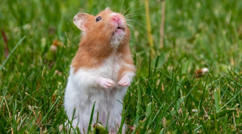 Hamster