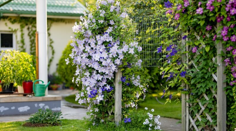 Clematis Wachstum