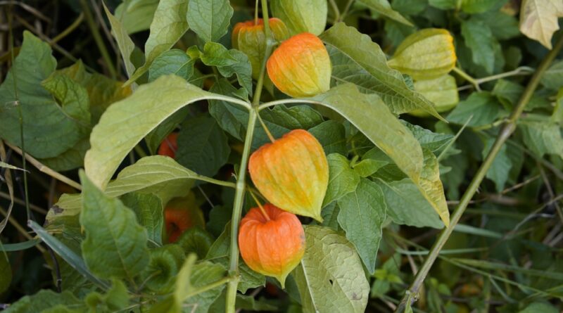 physalis