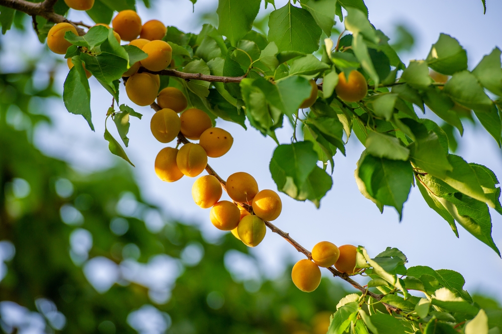 reife aprikosen hängen am baum