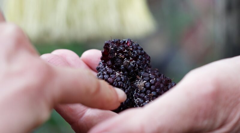Brombeeren Befall