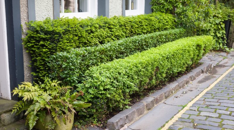 Ligusterhecke