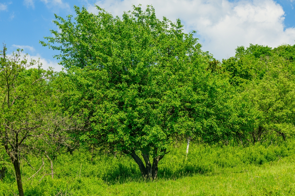 Walnussbaum Garten