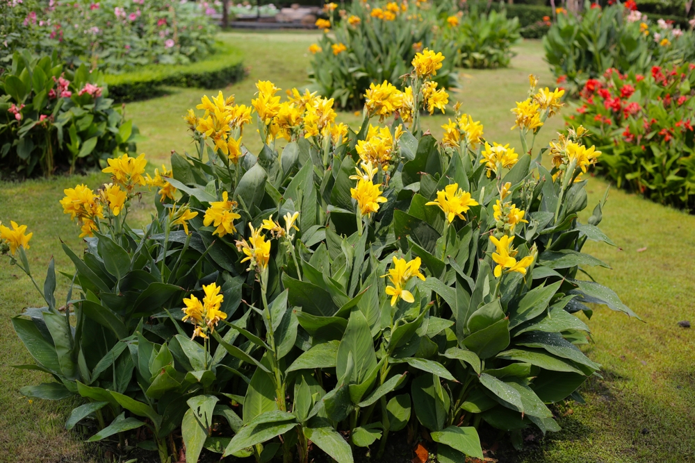 Canna Blüht in Pracht