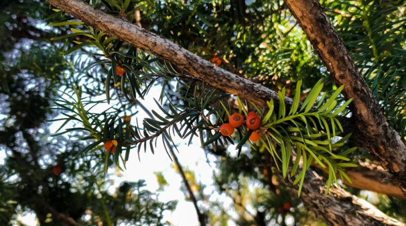 eibe baum