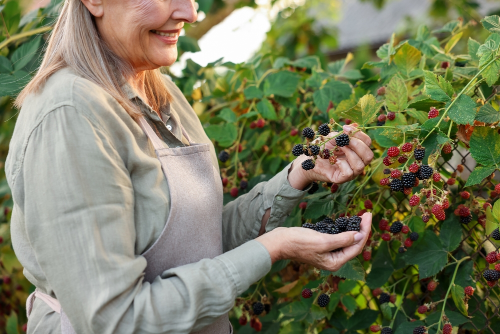 Brombeeren Busch