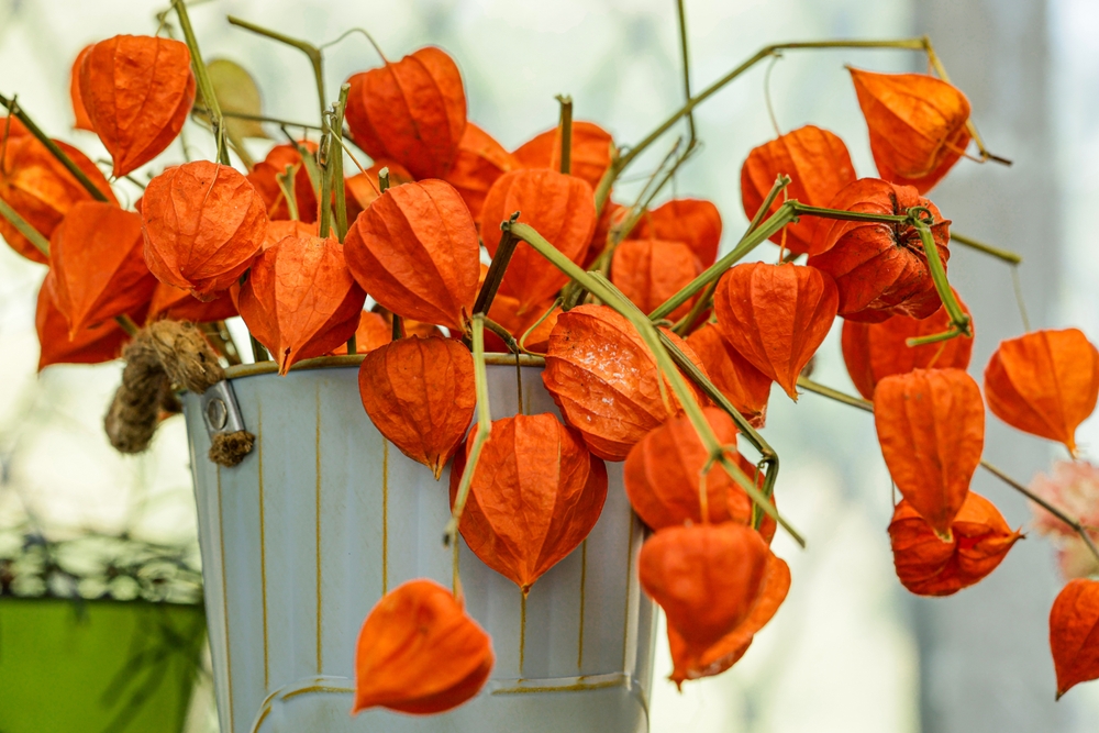 physalis im kübel