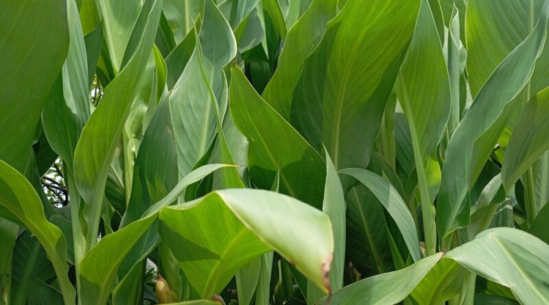Canna ohne Blüten