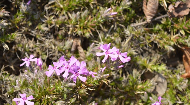 Phlox Pflanze