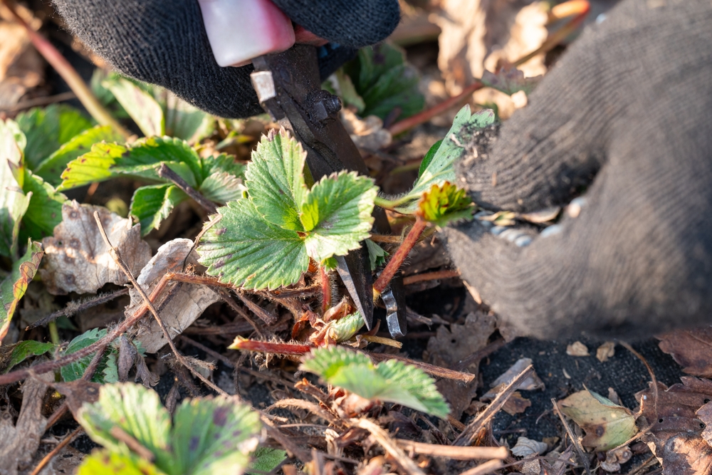 Erdbeeren schneiden