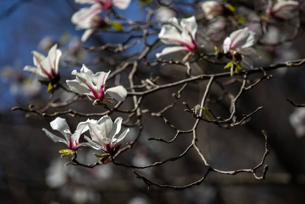 Magnolien Krone