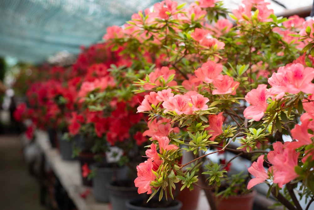 Azalea Blühend