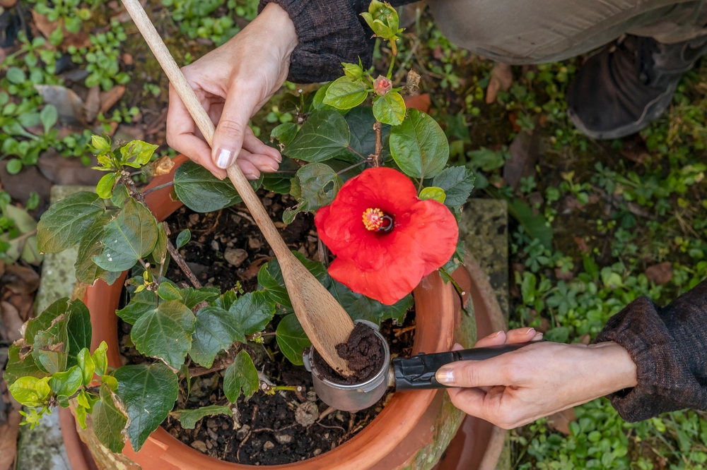 Hibiskus Düngen