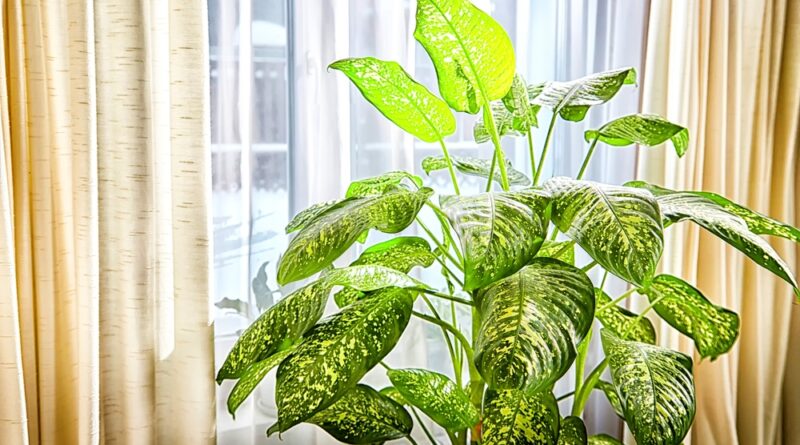 Dieffenbachia Pflanze