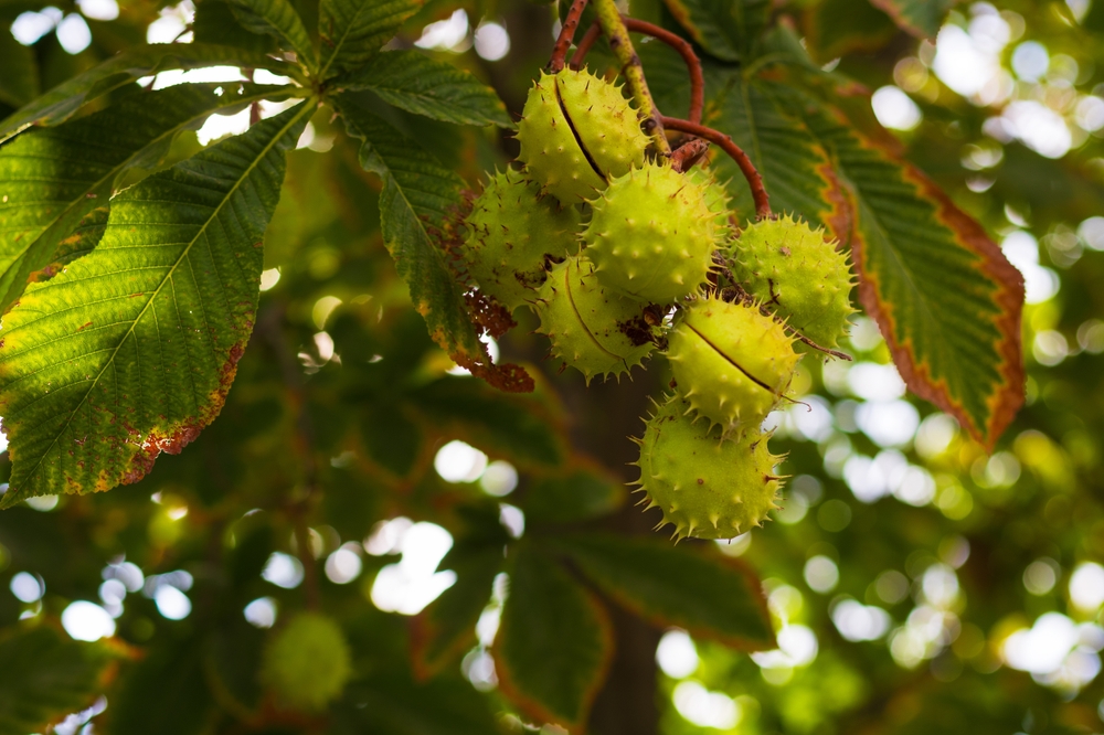 Kastanien am Baum